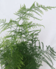 Asparagus Setaceus