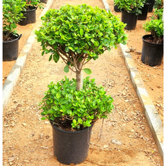 Ficus Panda - 2 Head