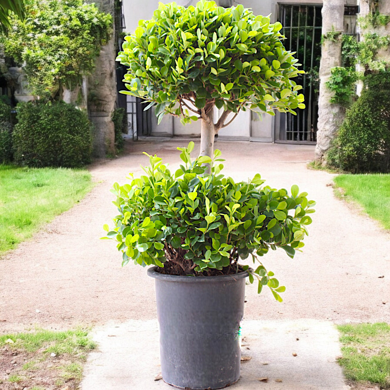 Ficus Panda - 2 Head