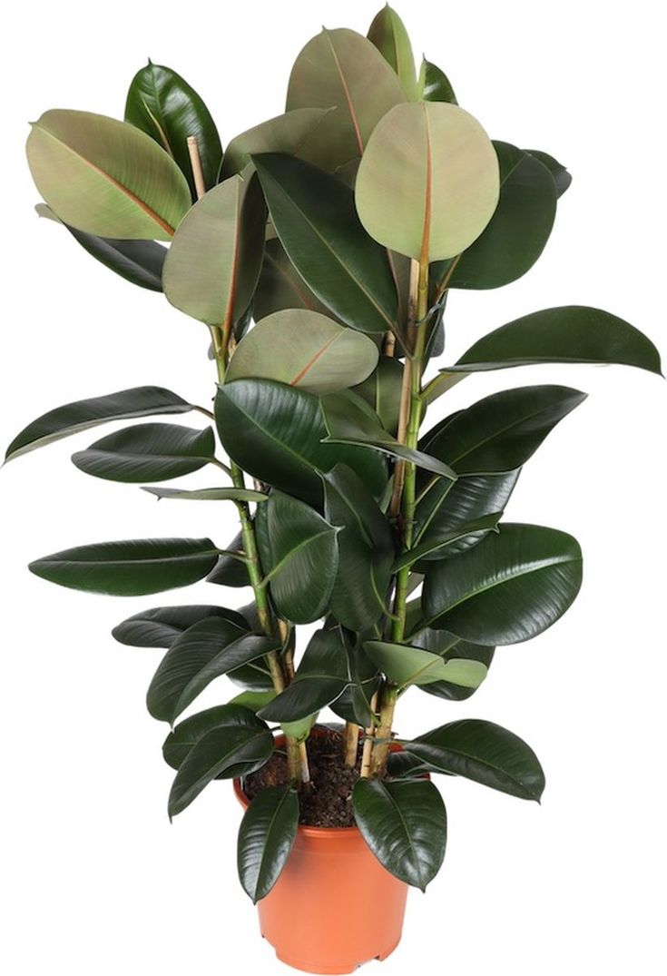 Ficus elastica (Rubber Fig / Rubber Plant)