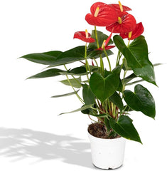 Anthurium Red