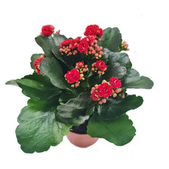 Kalanchoe – Random Color