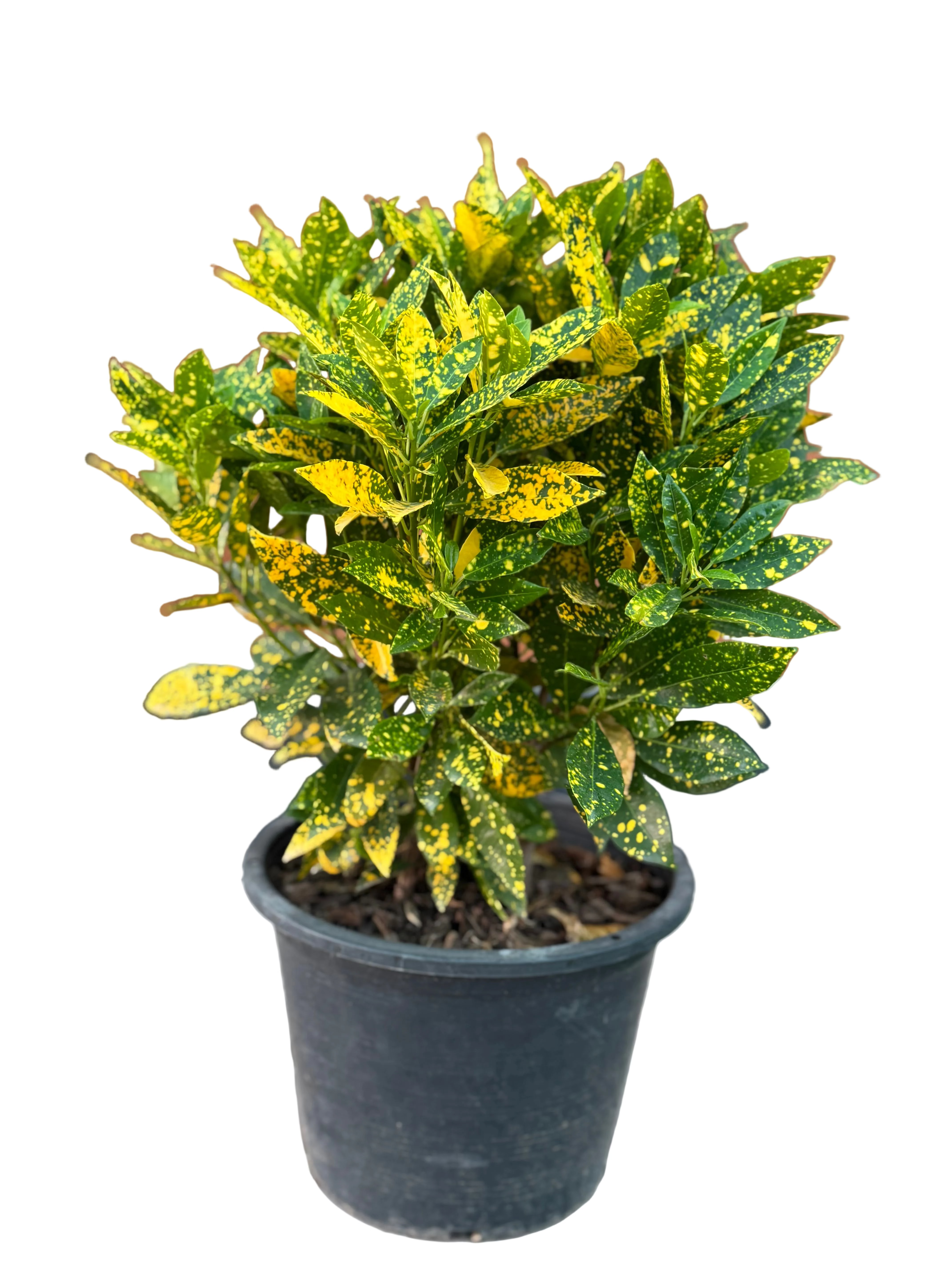 Croton