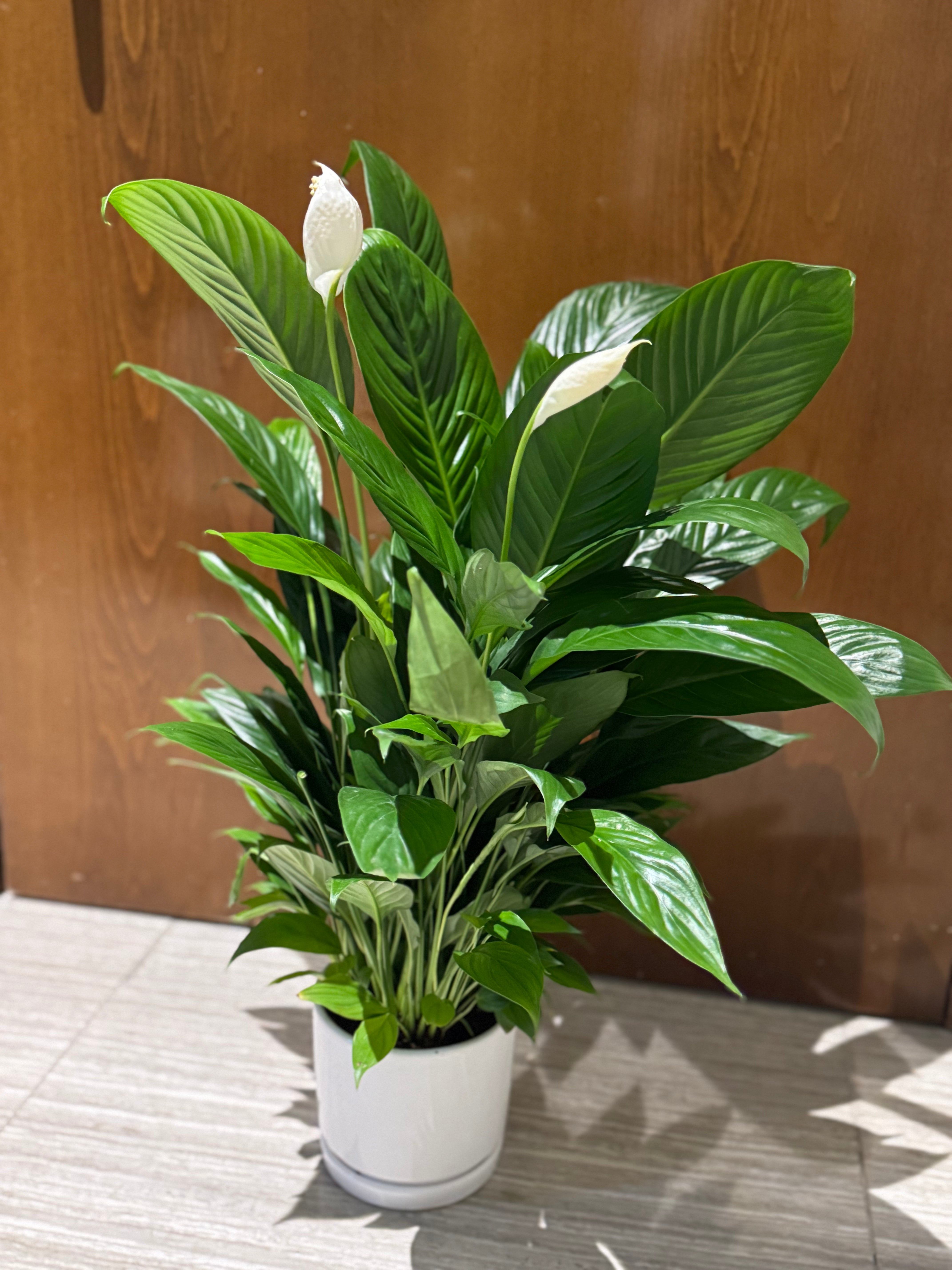 Peace Lily with Ceramic Pot – Premium Indoor Plant 45 cm