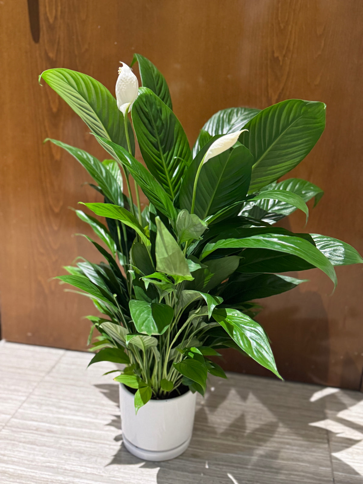 Peace Lily with Ceramic Pot – Premium Indoor Plant 45 cm