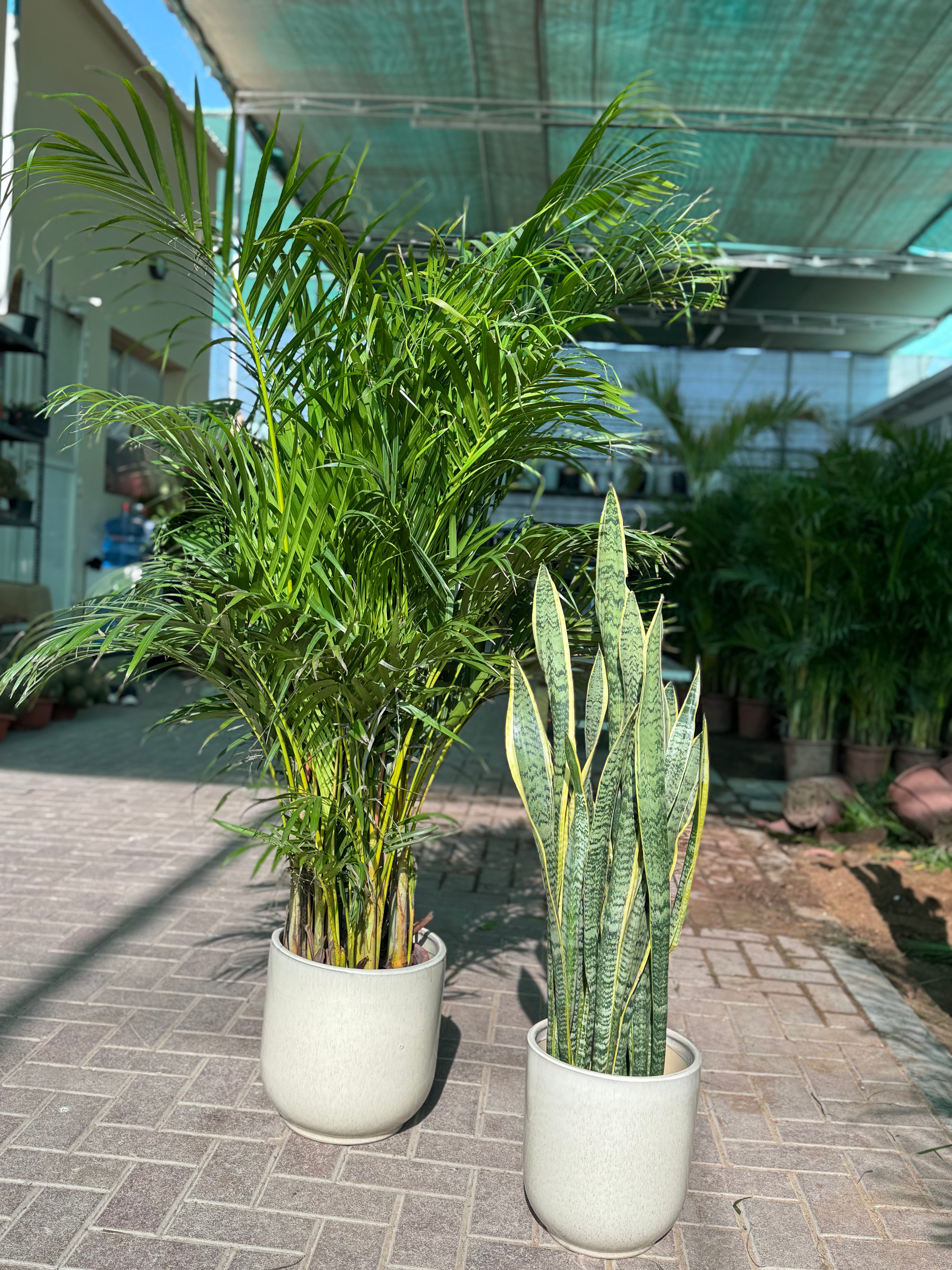 🌿 Areca Palm & Snake Plant Combo – Indoor Plants with Pot (Beginner Friendly)