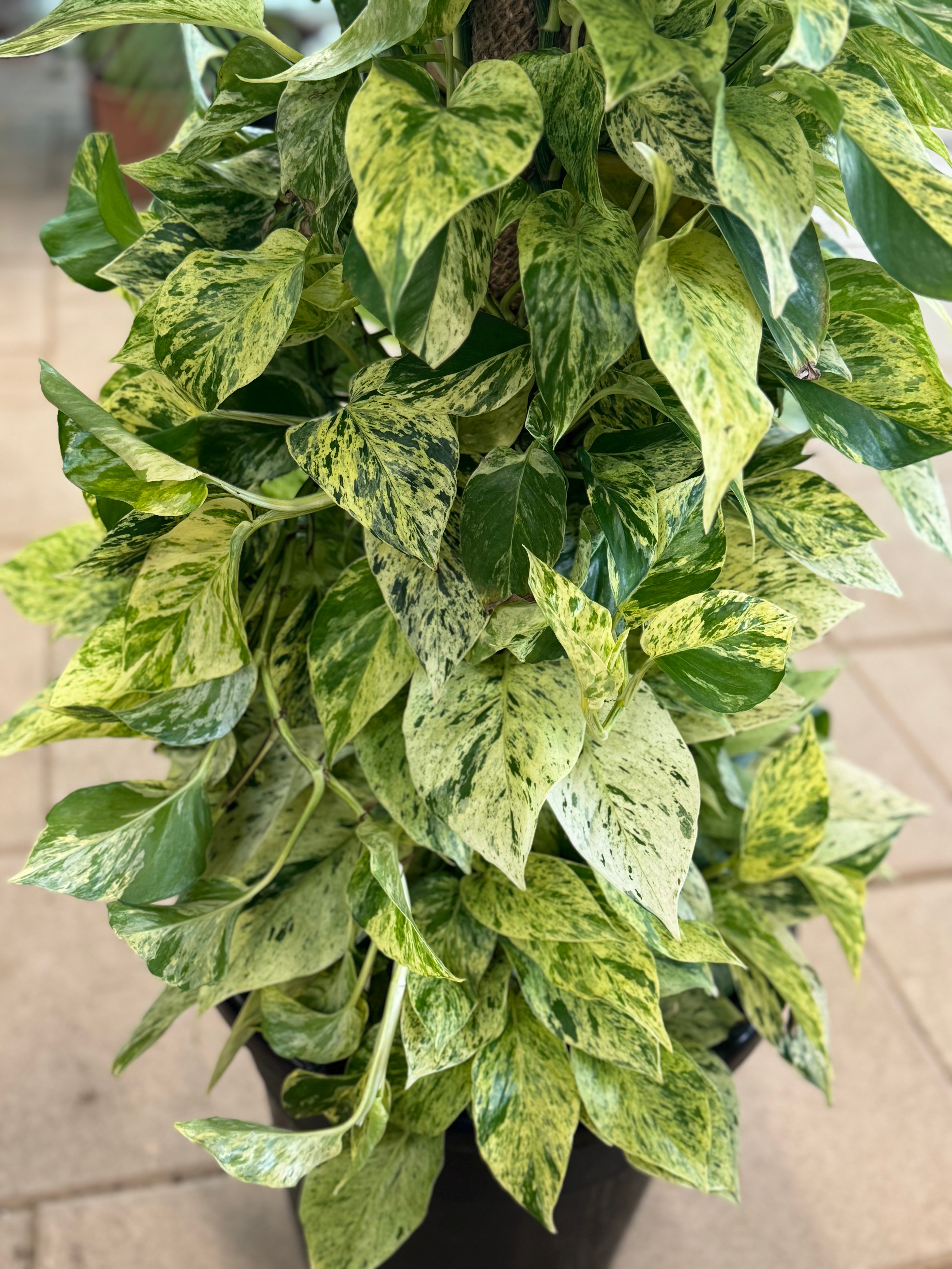 Marble Queen Pothos Moss Pole – 150 cm (Nursery Pot)
