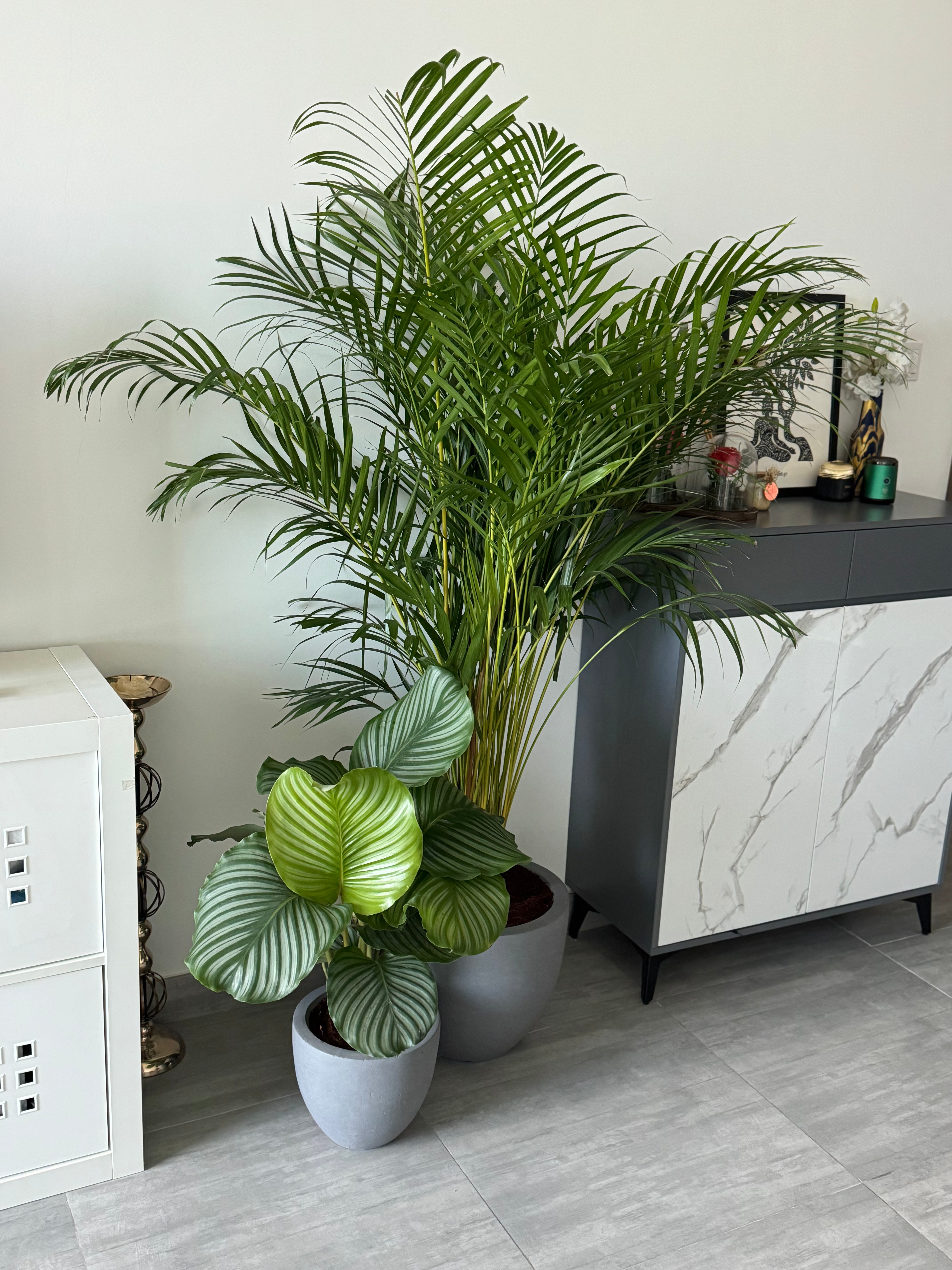 🌿 Premium Indoor Plant Bundle – 2 Plants with Pots