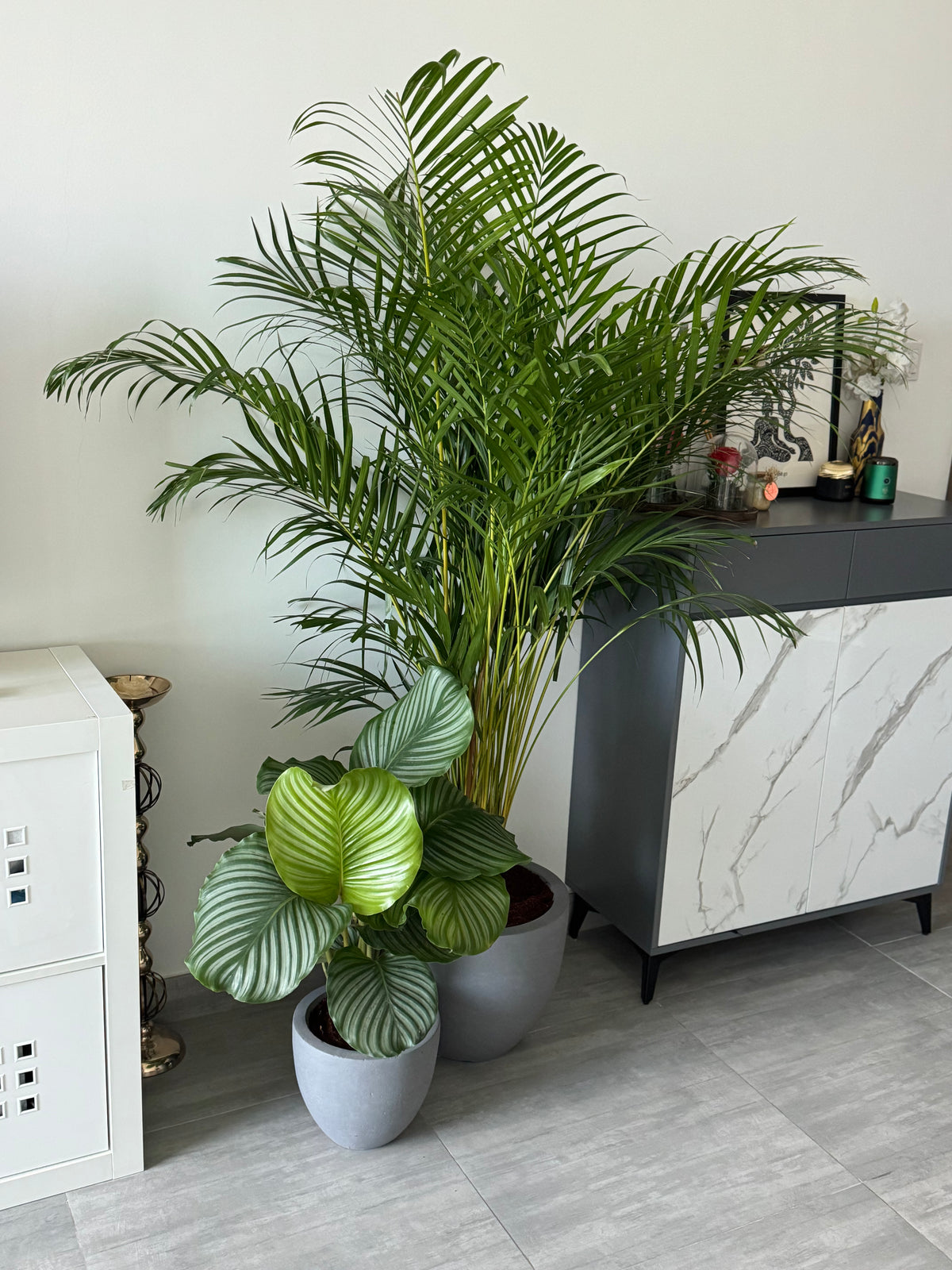 🌿 Premium Indoor Plant Bundle – 2 Plants with Pots