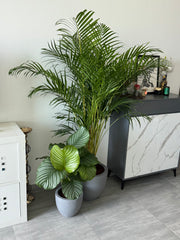 🌿 Premium Indoor Plant Bundle – 2 Plants with Pots