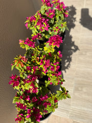 3 Pcs Small Bougainvillea Bundle – Colorful Outdoor Beauty
