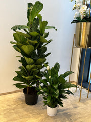 🌿 Fiddle Leaf Fig & Peace Lily

Air Purifier Set | Beginner Friendly