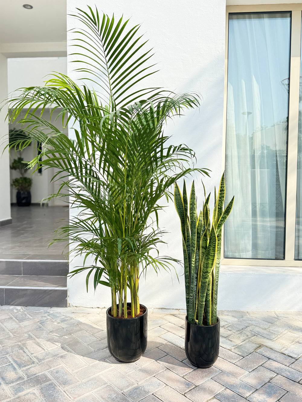 🌿 Areca Palm & Snake Plant Combo – Indoor Plants with Pot (Beginner Fr –  Plant Station