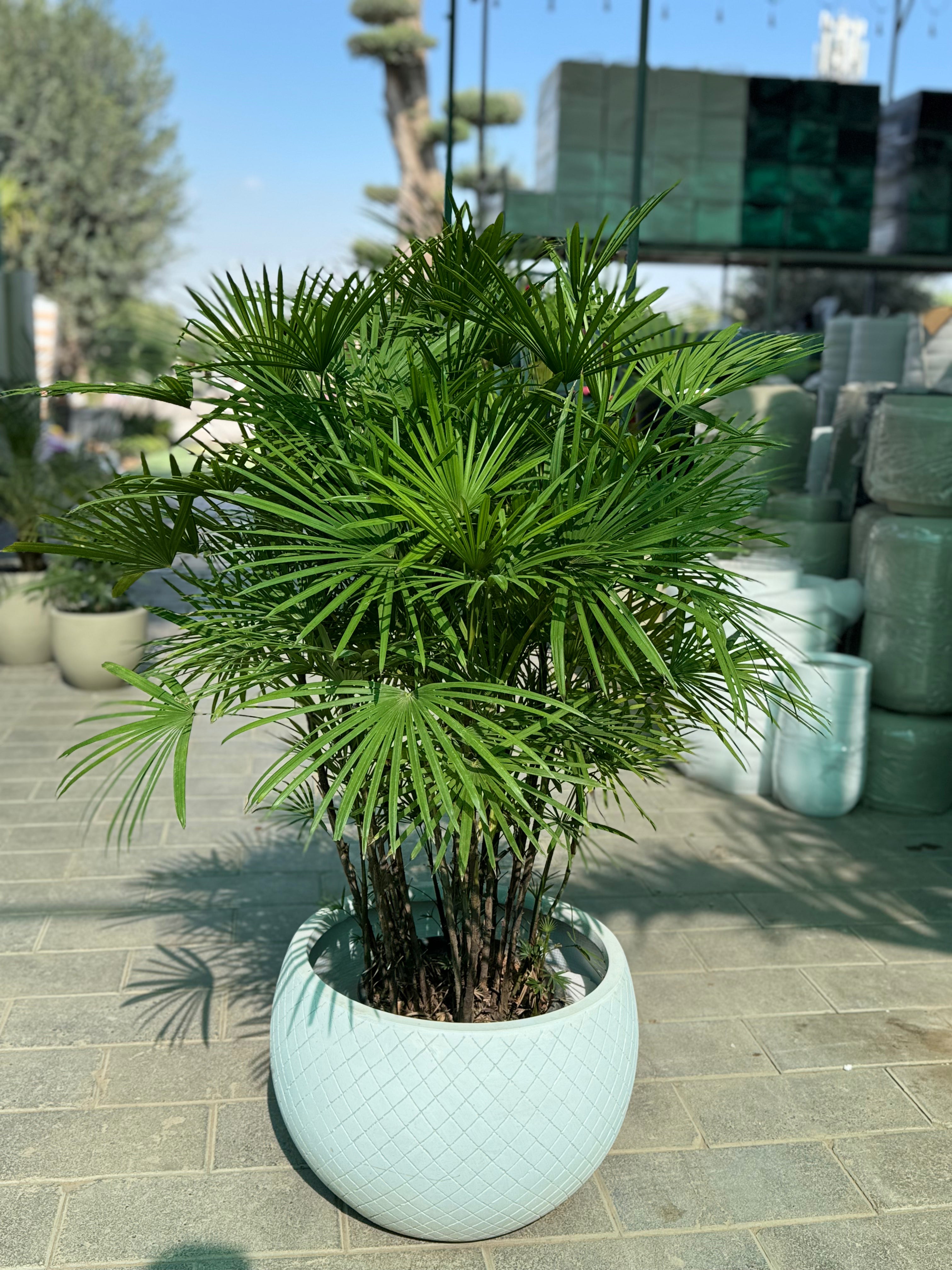 🌿 Raffis Palm with Premium White Pot 🌿