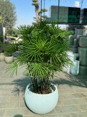 🌿 Raffis Palm with Premium White Pot 🌿