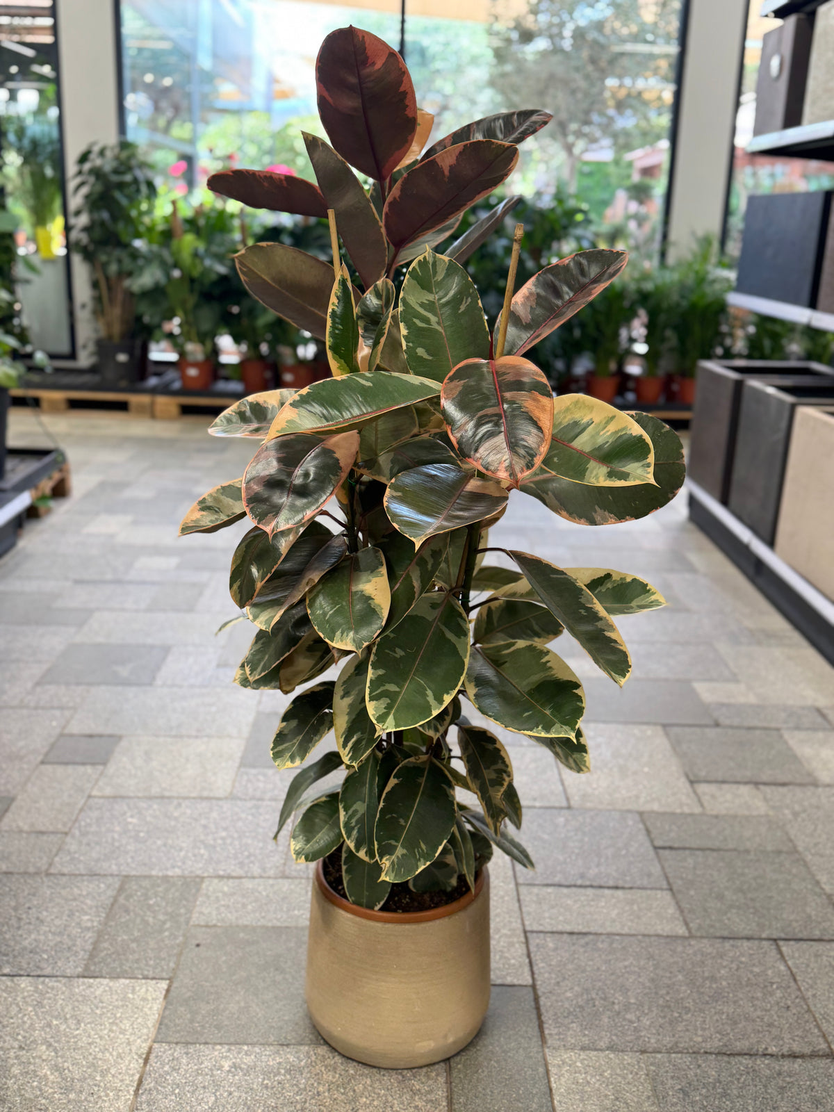 Variegated Rubber Plant – Indoor Decorative Plant 140 cm