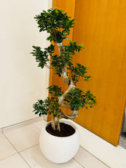 Bonsai S-Shape – 90 cm with White Fiber Clay Pot