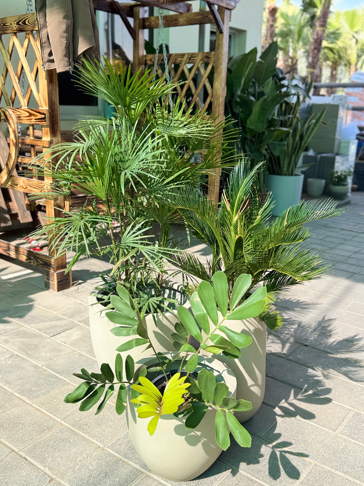 🌿 Premium Palm & Foliage Bundle – Set of 3 Plants 🌿