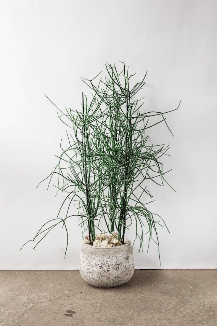 Euphorbia Tirucalli Cactus