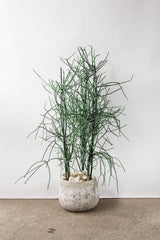 Euphorbia Tirucalli Cactus