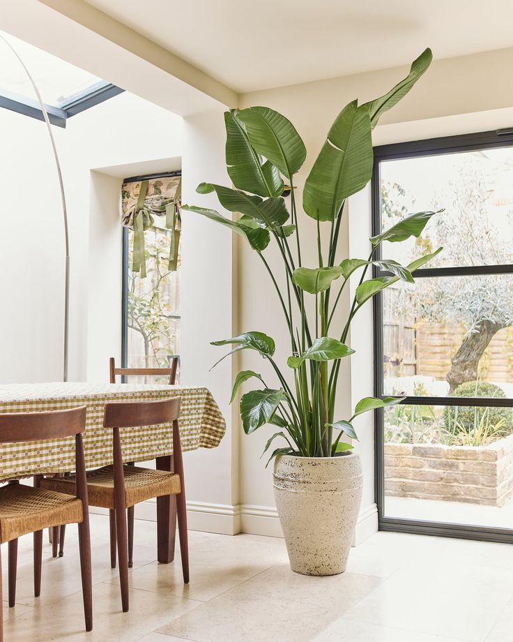 Strelitzia Nicolai - Bird of Paradise Large Splits