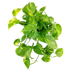 Golden Pothos Hanging