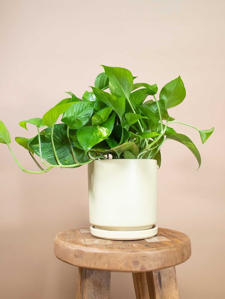 Golden Pothos