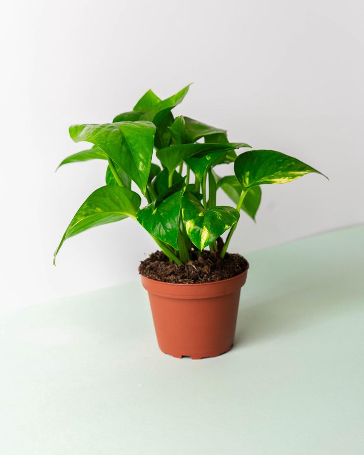 pothos goldiana Golden Pothos – Plant Station
