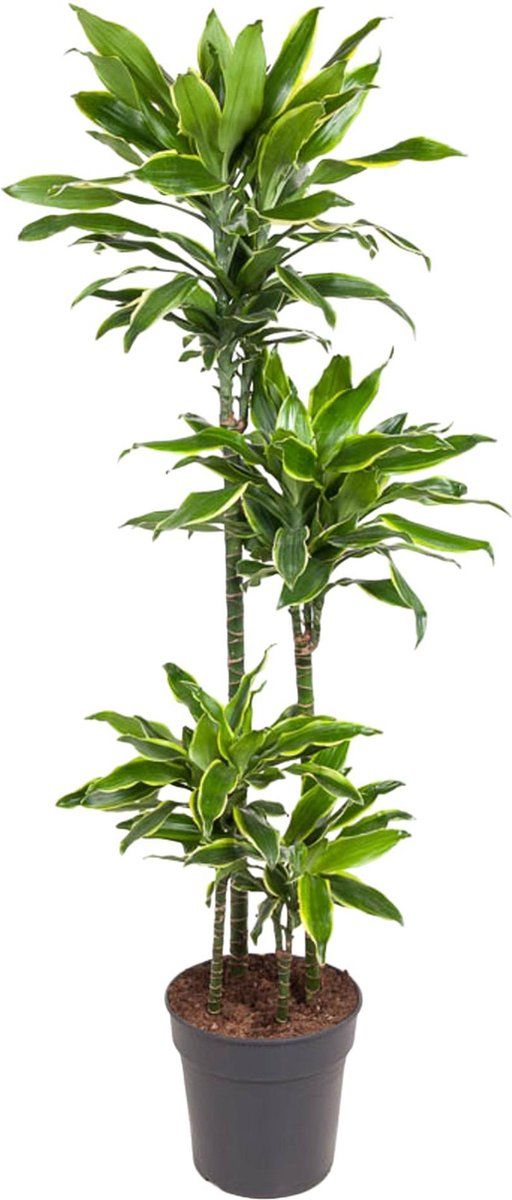 Dracaena Golden Coast