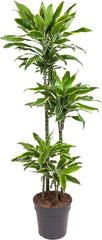 Dracaena Golden Coast