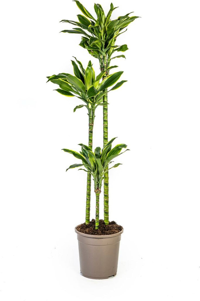 kamerplant dracaena Dracaena Yellow Coast – Plant Station