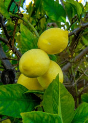 Citrus Lemon Omani