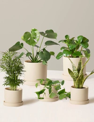 Beginner’s Indoor Plant Bundle – Set of 5 Easy-Care Plants