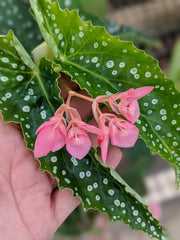 Polka Dot Begonia (Begonia maculata)