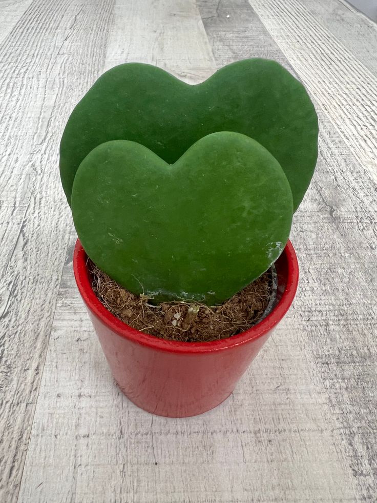 Hoya Kerrii – Two Hearts