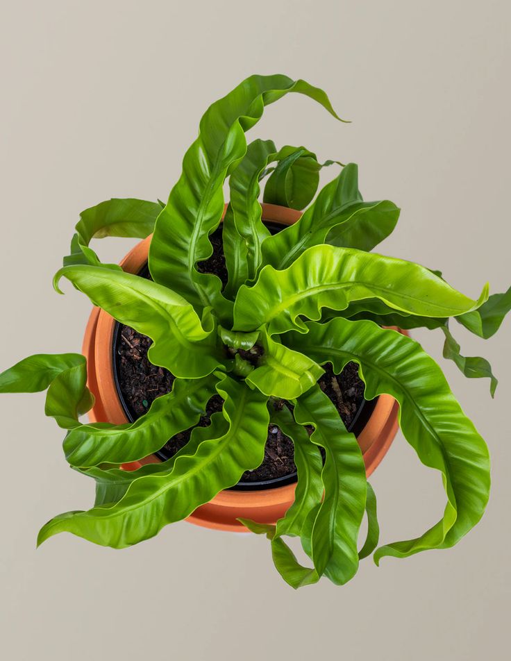 Birds Nest Fern - Asplenium Antiquum