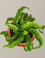 Birds Nest Fern - Asplenium Antiquum