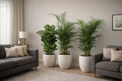 Two Areca Palm + One Fiddle Leaf (Pidilite) with Ceramic Pots 140 to 150 cm