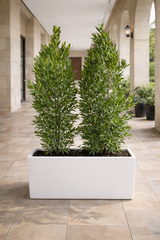 Damas Plant in White Rectangular Planter 160 to 170 cm