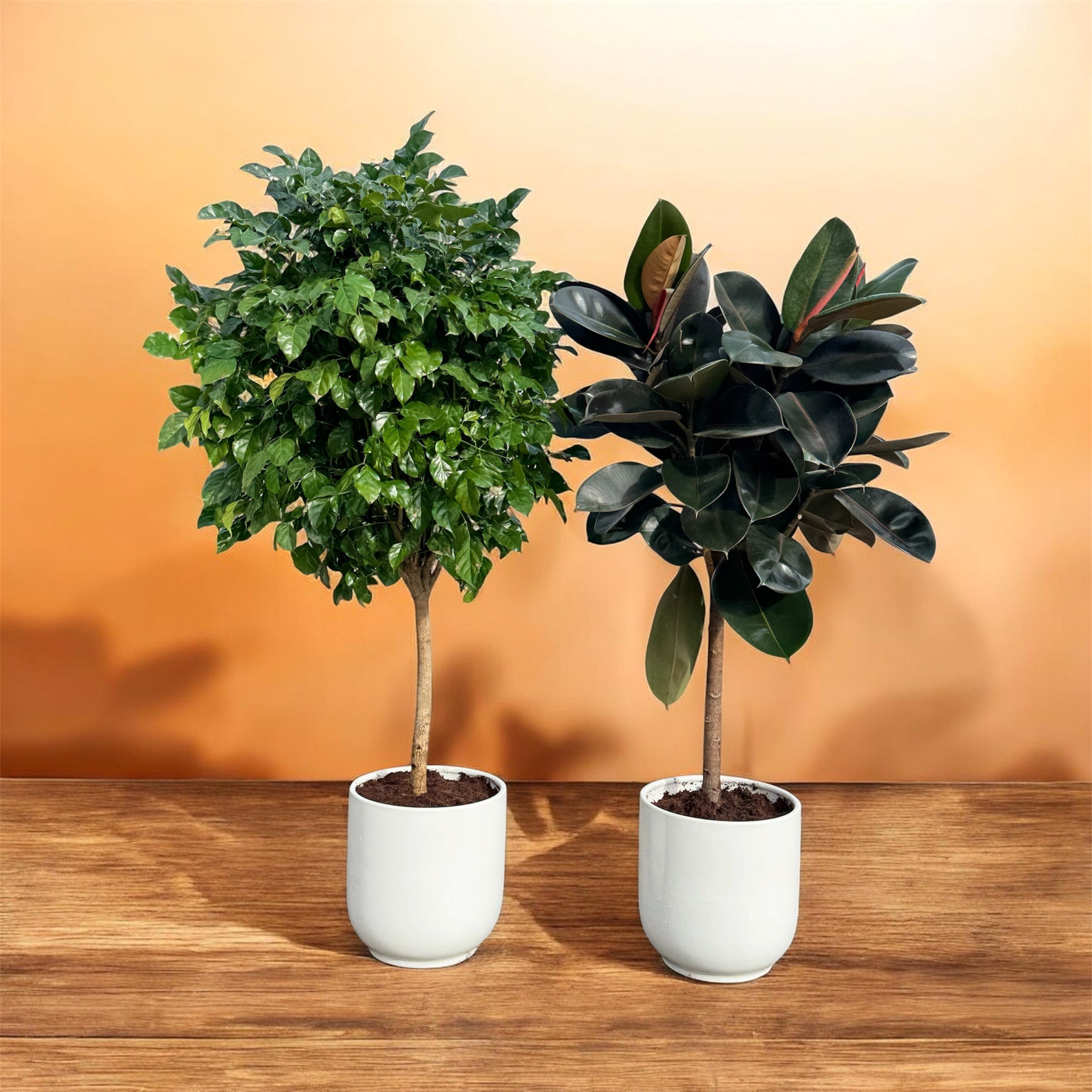 Rubber Plant & Chamaedorea Bundle in White Ceramic Pot 140 to 150 cm