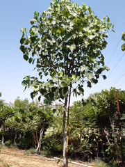 Hibiscus tiliaceus