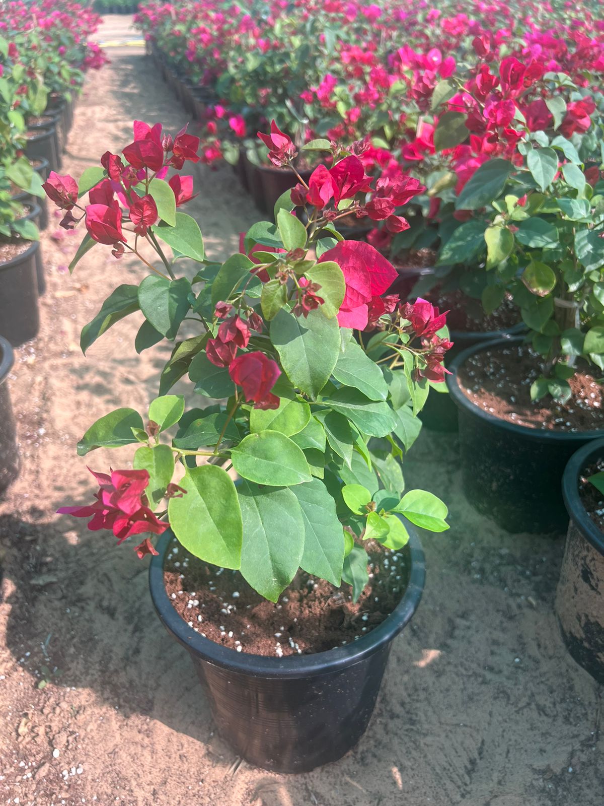 Bougainvillea Mix Color