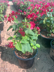 Bougainvillea Mix Color