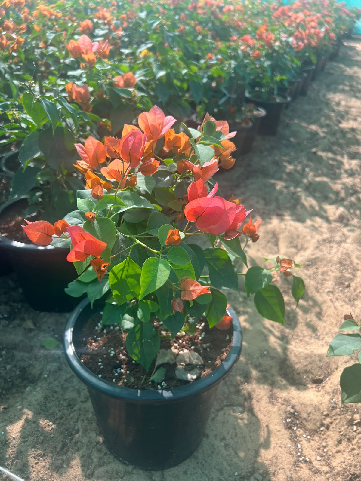 Bougainvillea Mix Color