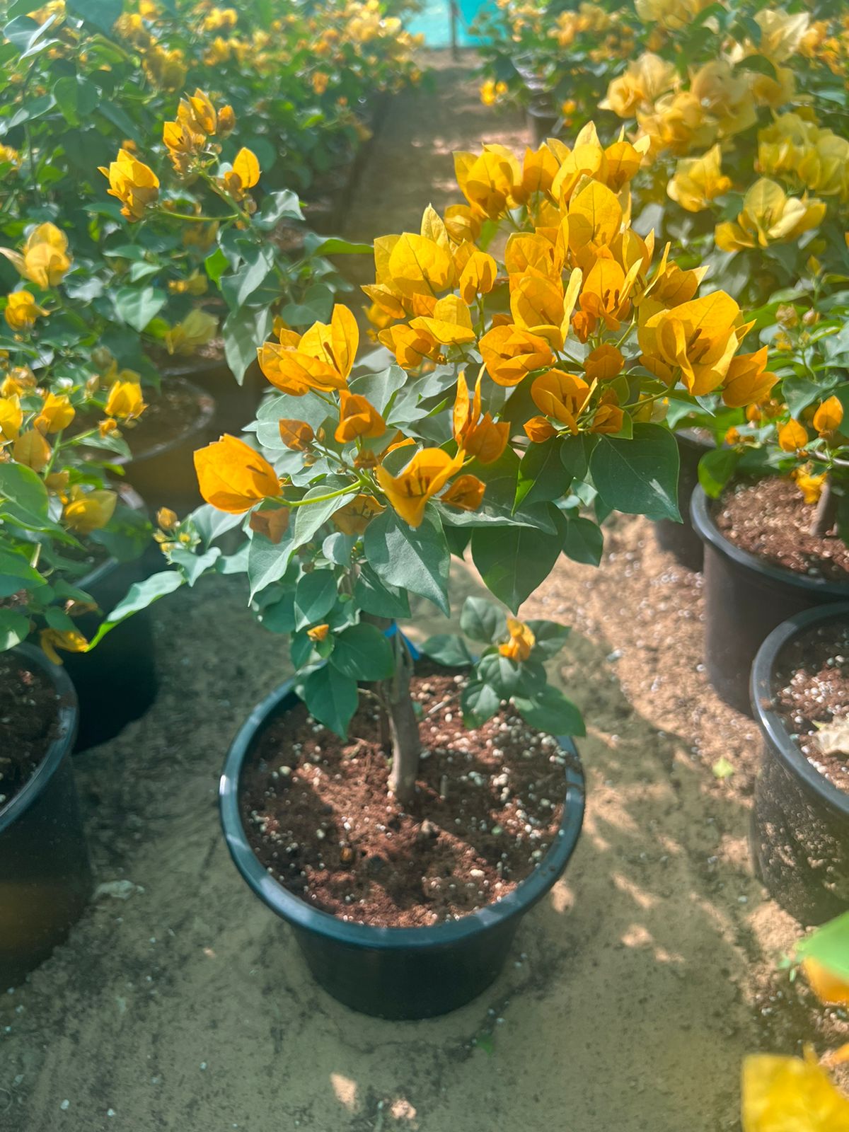 Bougainvillea Mix Color