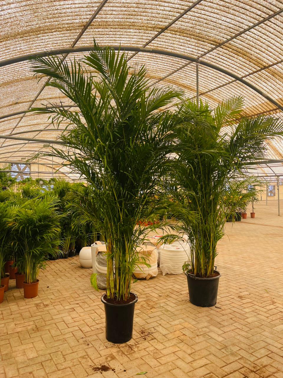 Areca Palm (Dypsis lutescens / Chrysalidocarpus lutescens)