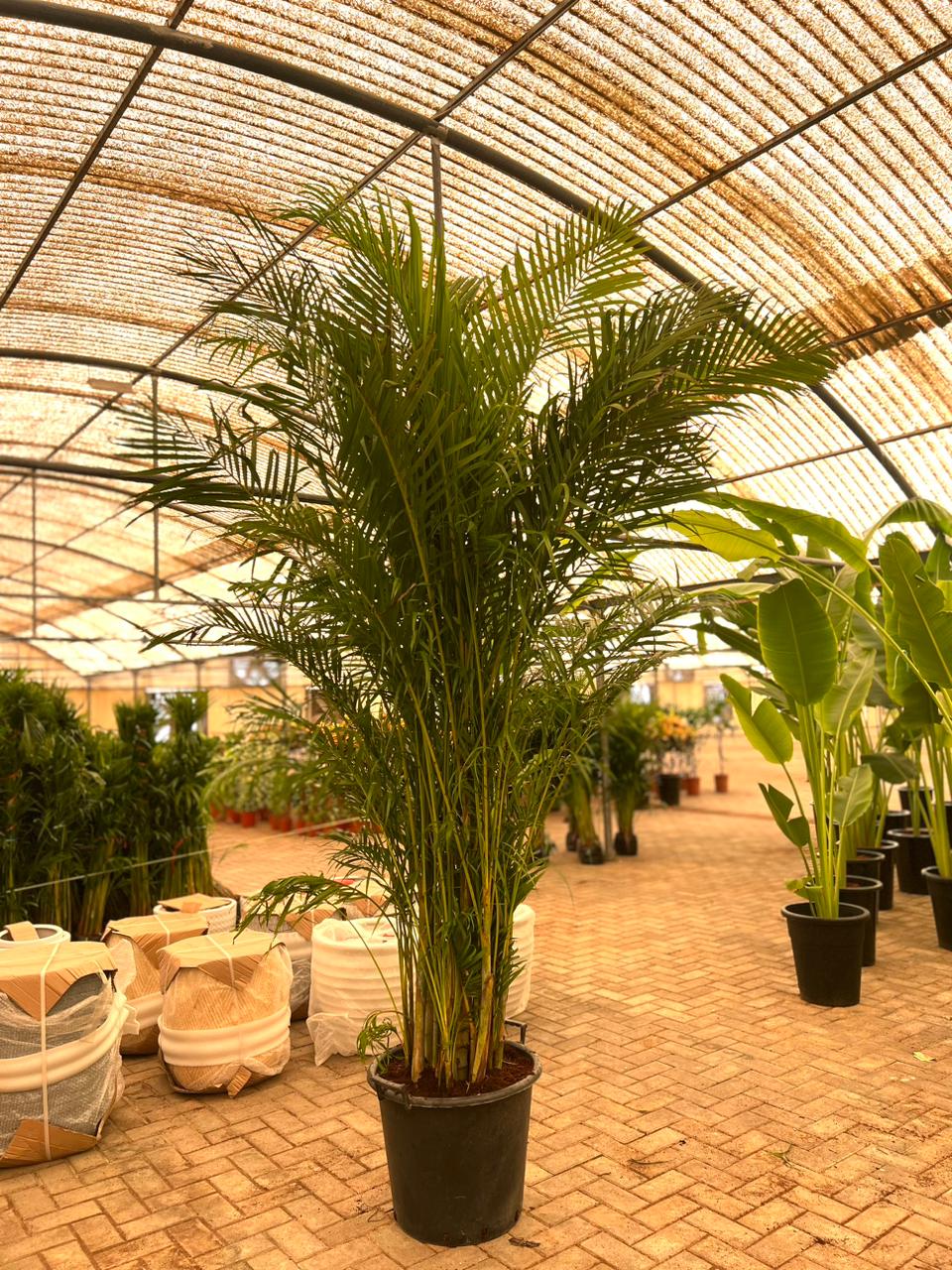 areca palm price in uae Areca Palm (Dypsis lutescens / Chrysalidocarpus lutescens) – Plant Station