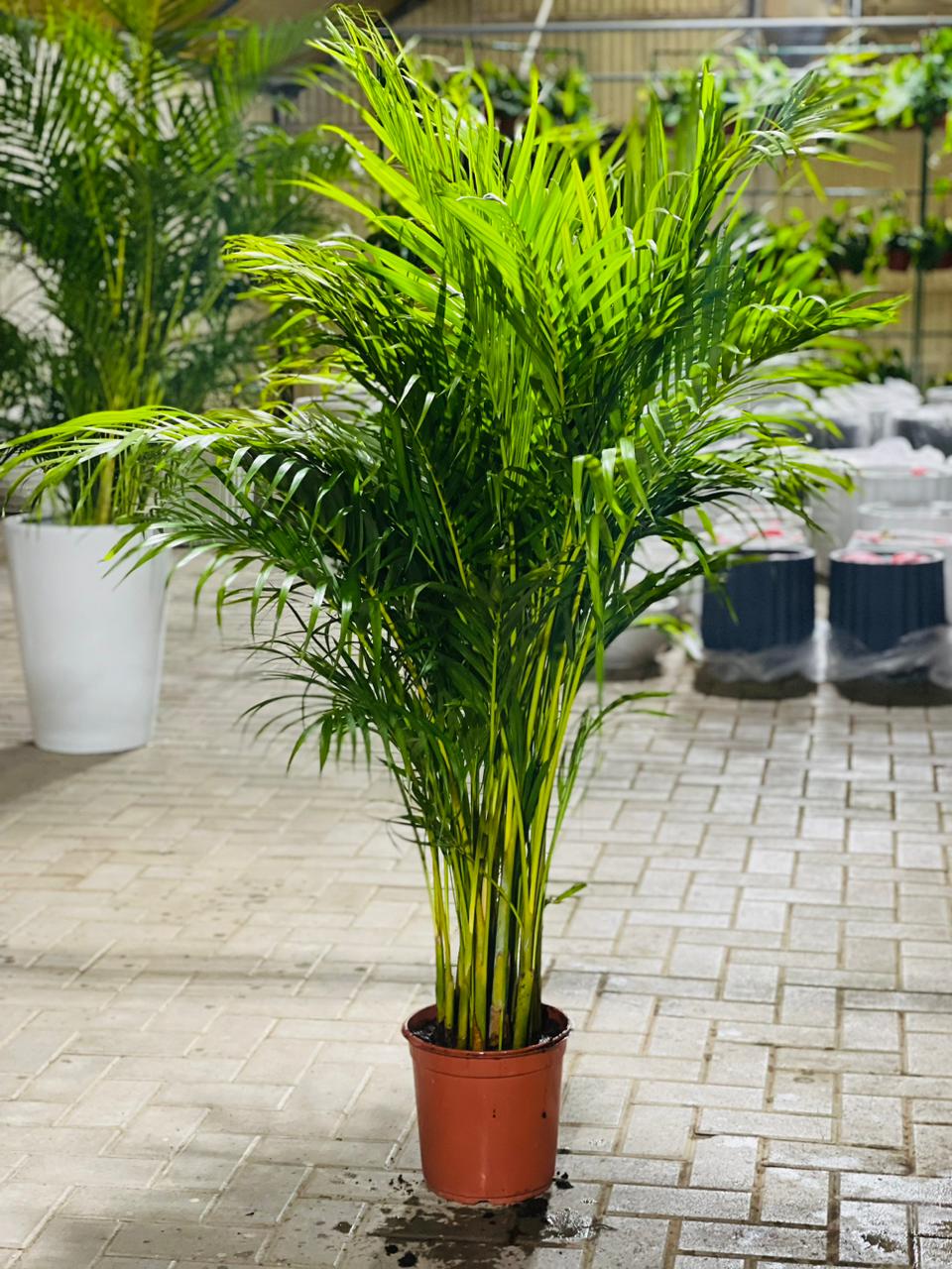 areca palm in chinese Areca Palm (Dypsis lutescens / Chrysalidocarpus lutescens) – Plant Station
