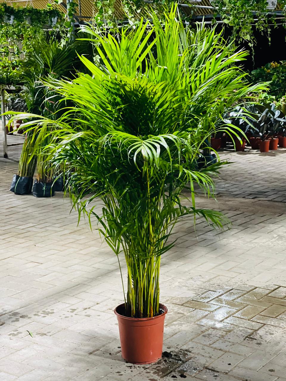 Areca Palm (Dypsis lutescens / Chrysalidocarpus lutescens)