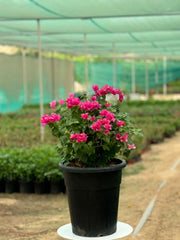 Bougainvillea (Pink Pixie)